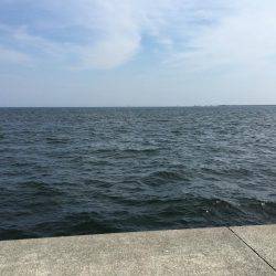 青物とヘチ釣り